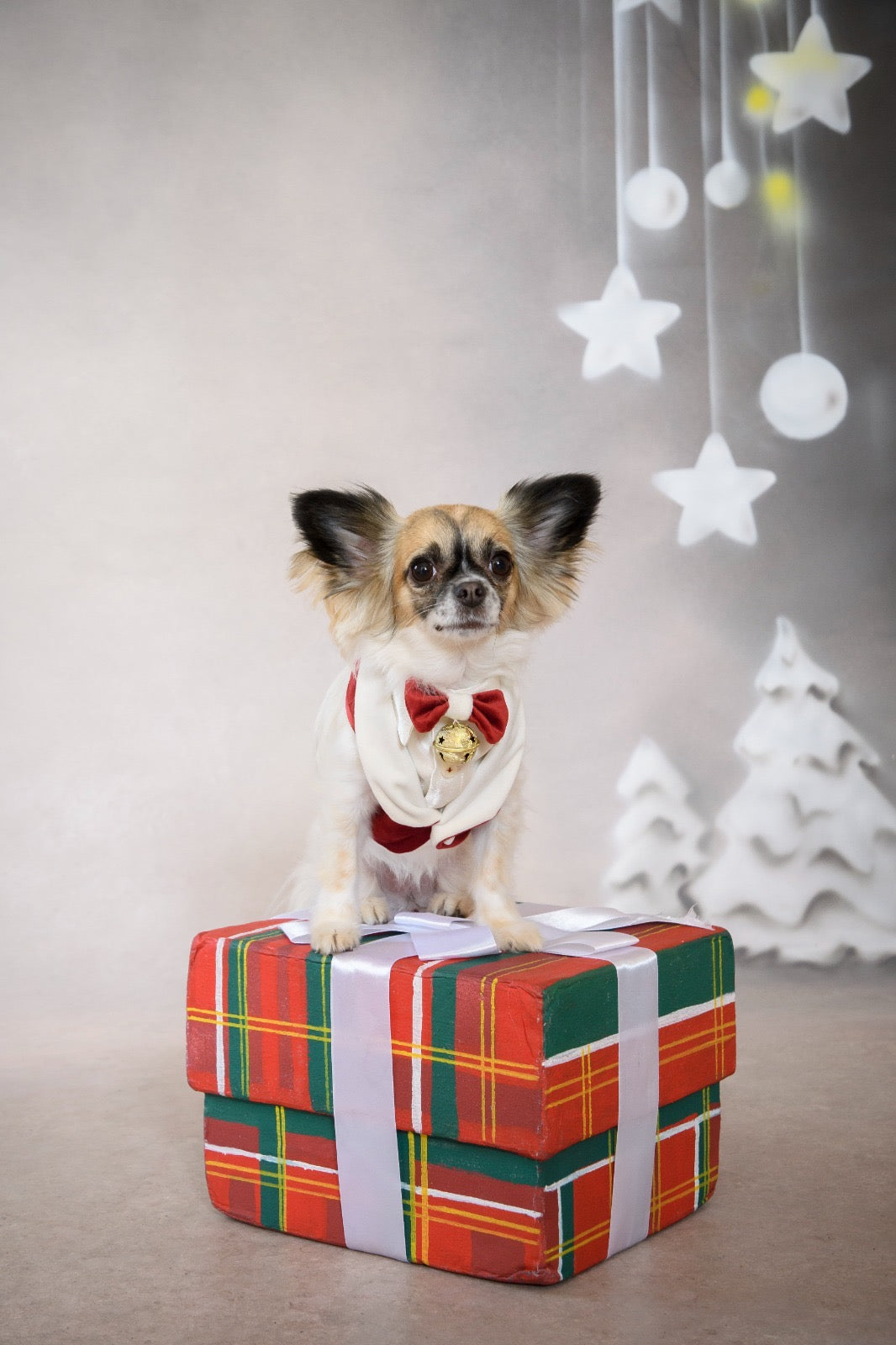 Small dog in festive attire sits on a gift box, showcasing a dog Christmas sweater for a stylish holiday look.