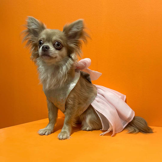 Luxury Clothes for Pets: Sophistication and Style with Ricci Pet