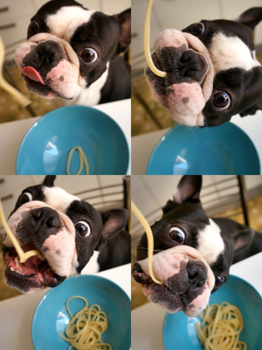 wedding dog bar