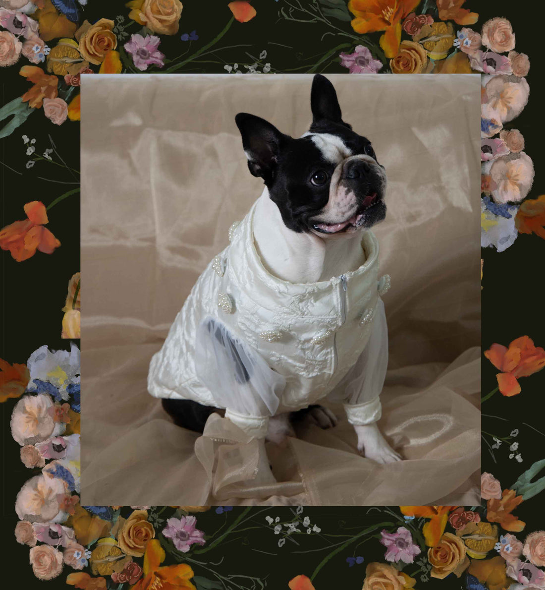 Small dog clothing for boston terrier