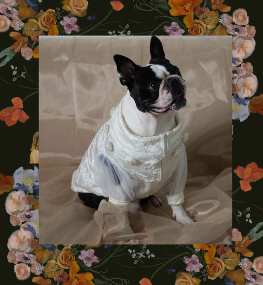 Small dog clothing for boston terrier