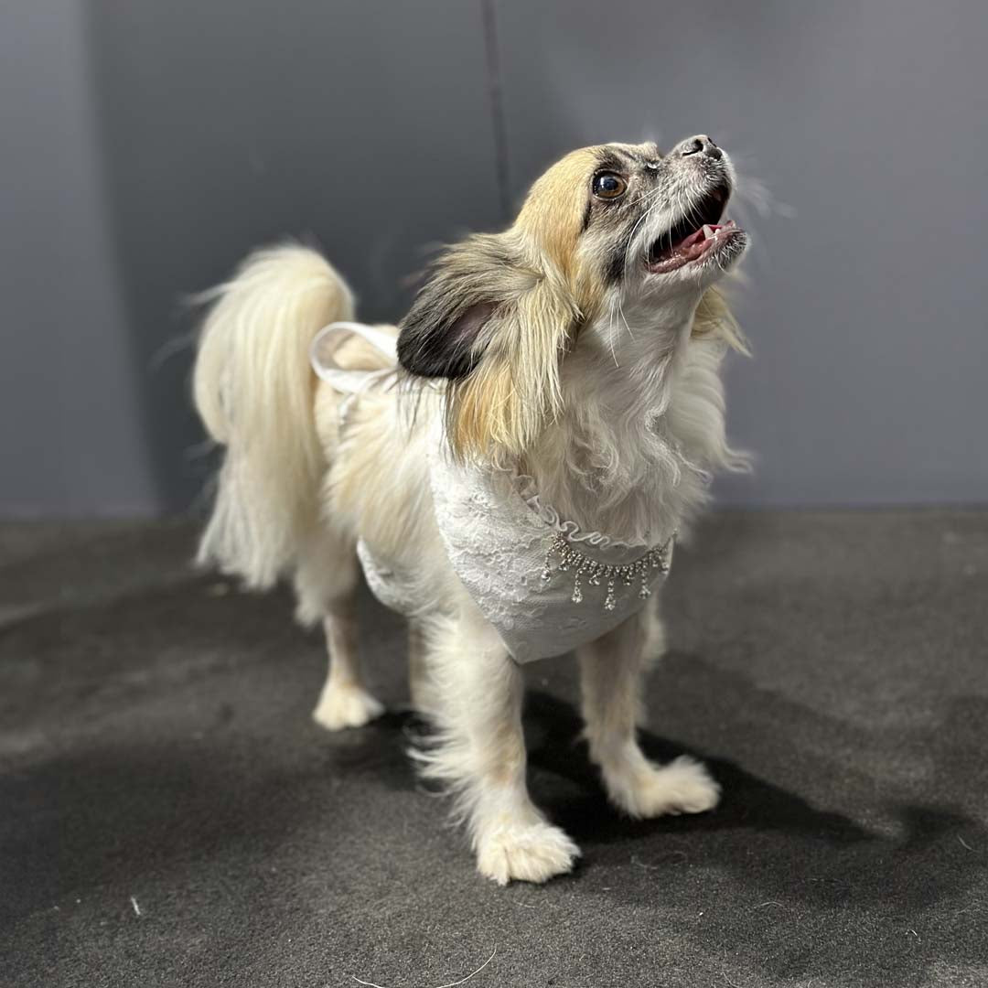 Doggie luxury bridal outfit