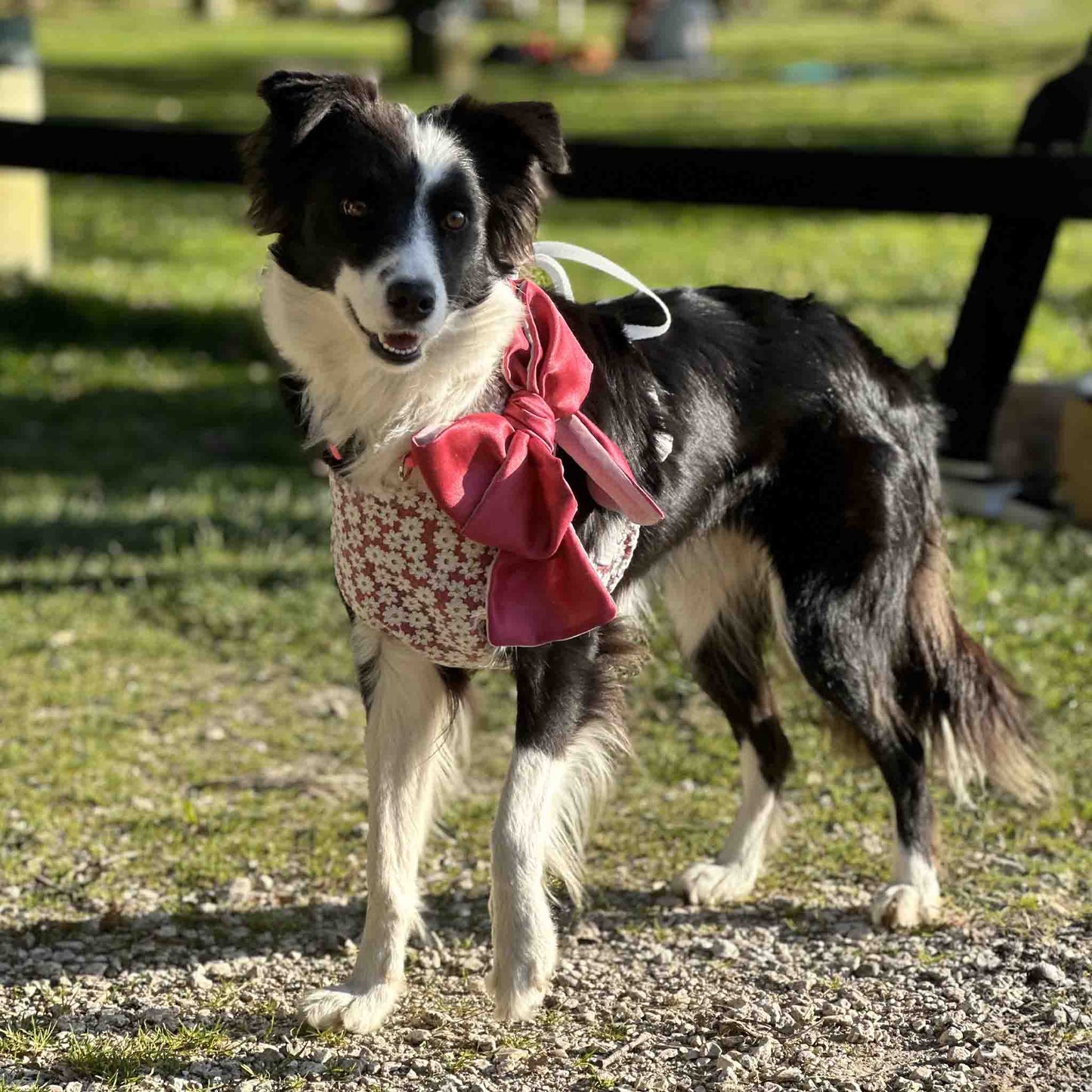 The dog is wearing a red and white floral harness with a large red bow on its back