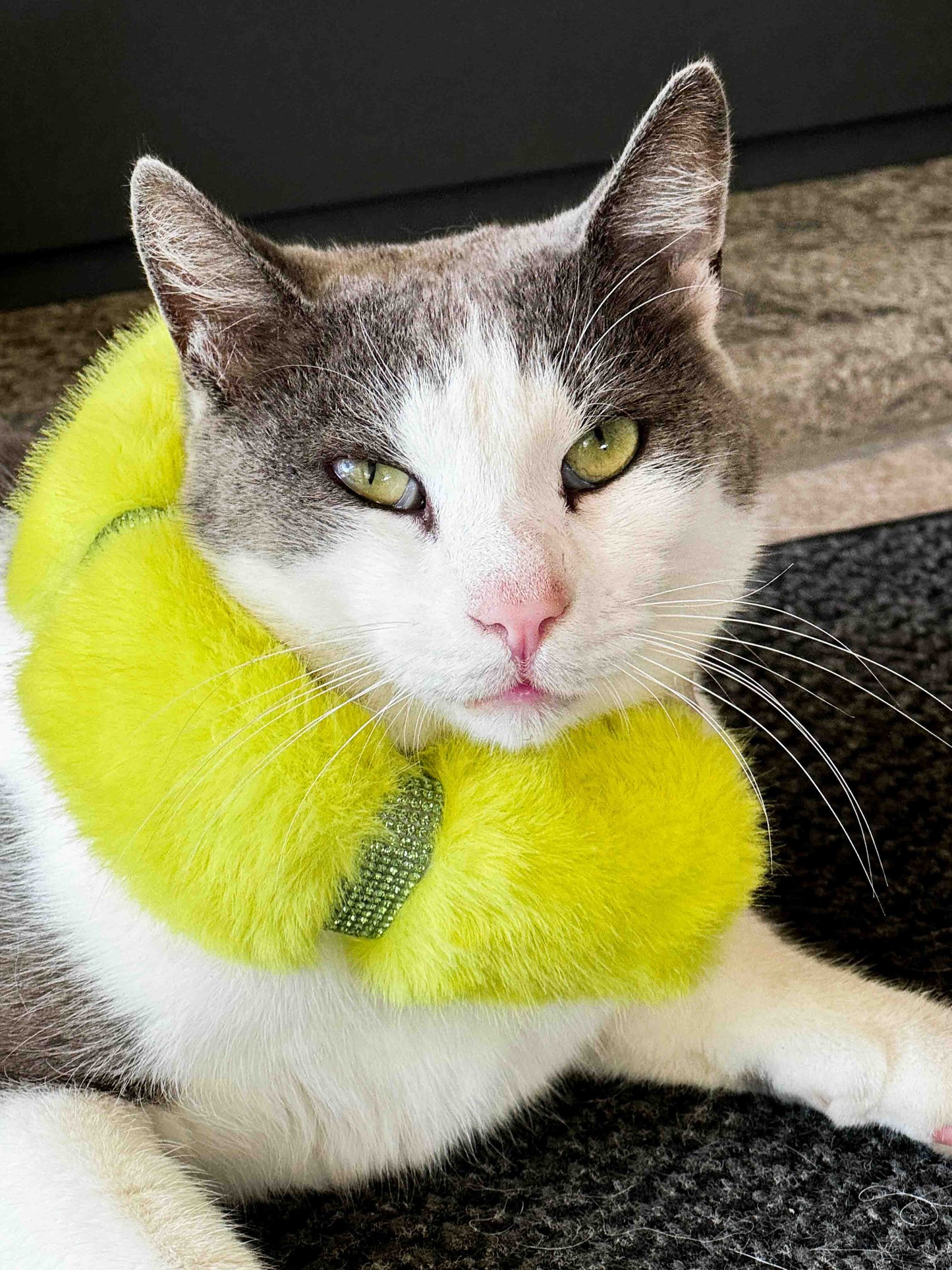 A close-up photo of a white and gray cat wearing a vibrant yellow colorful dog collar with faux fur and Swarovski crystals, adding a touch of luxury and style.