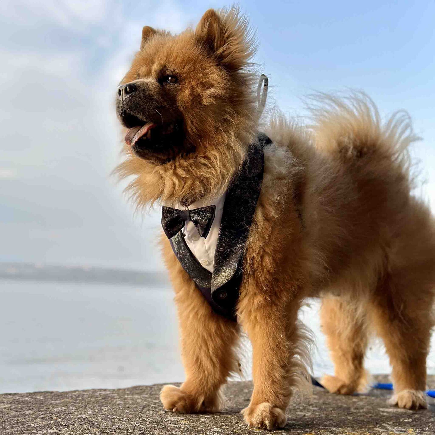 Chow Chow wears our blue tuxedo harness, in the background there is Lake Bolsena