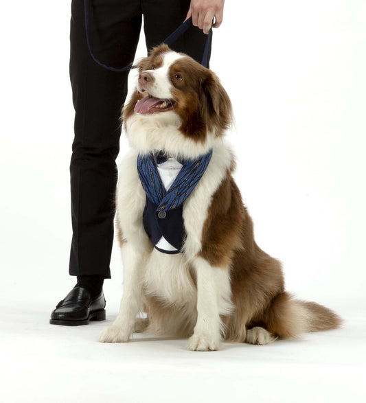 The red jacquard tuxedo style dog harness is an elegant and sophisticated garment designed for our pets.