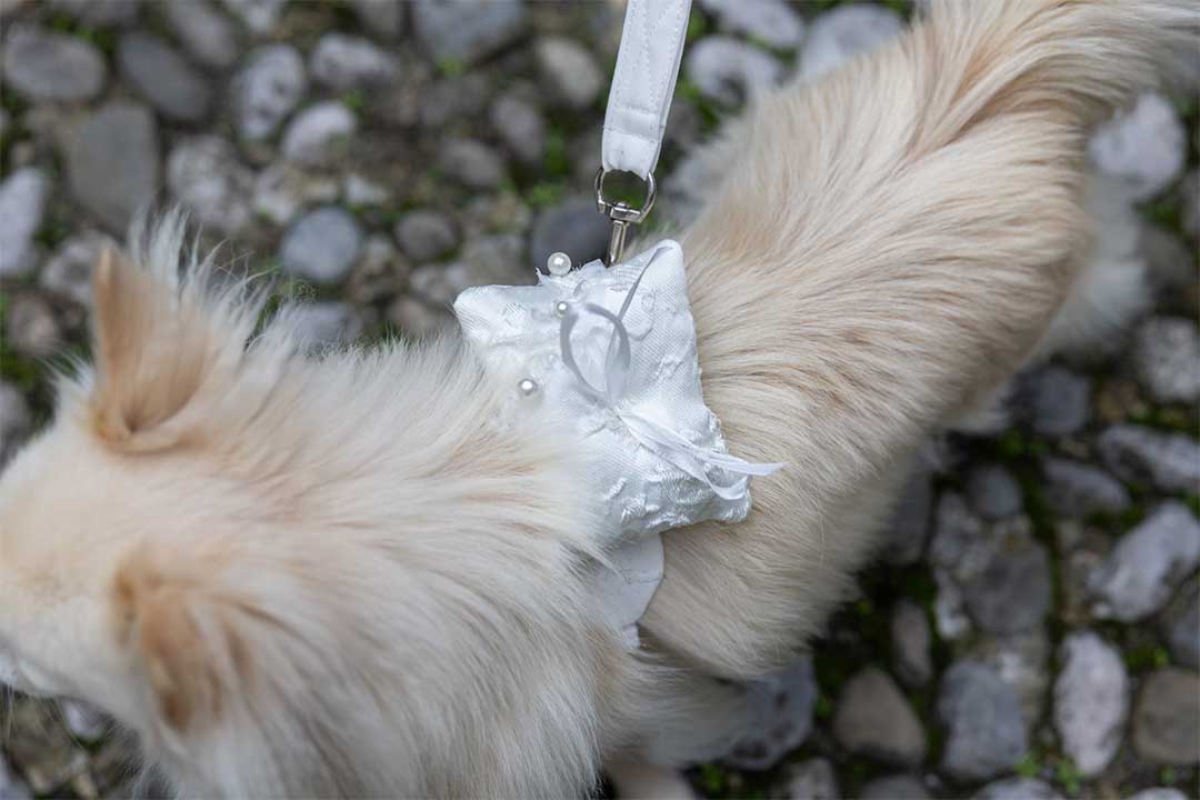 A single dog elegantly carrying a custom-made ring pillow, designed to hold the wedding rings during the ceremony. This delicate accessory is crafted with precision and style, making your pet a memorable part of your special day.