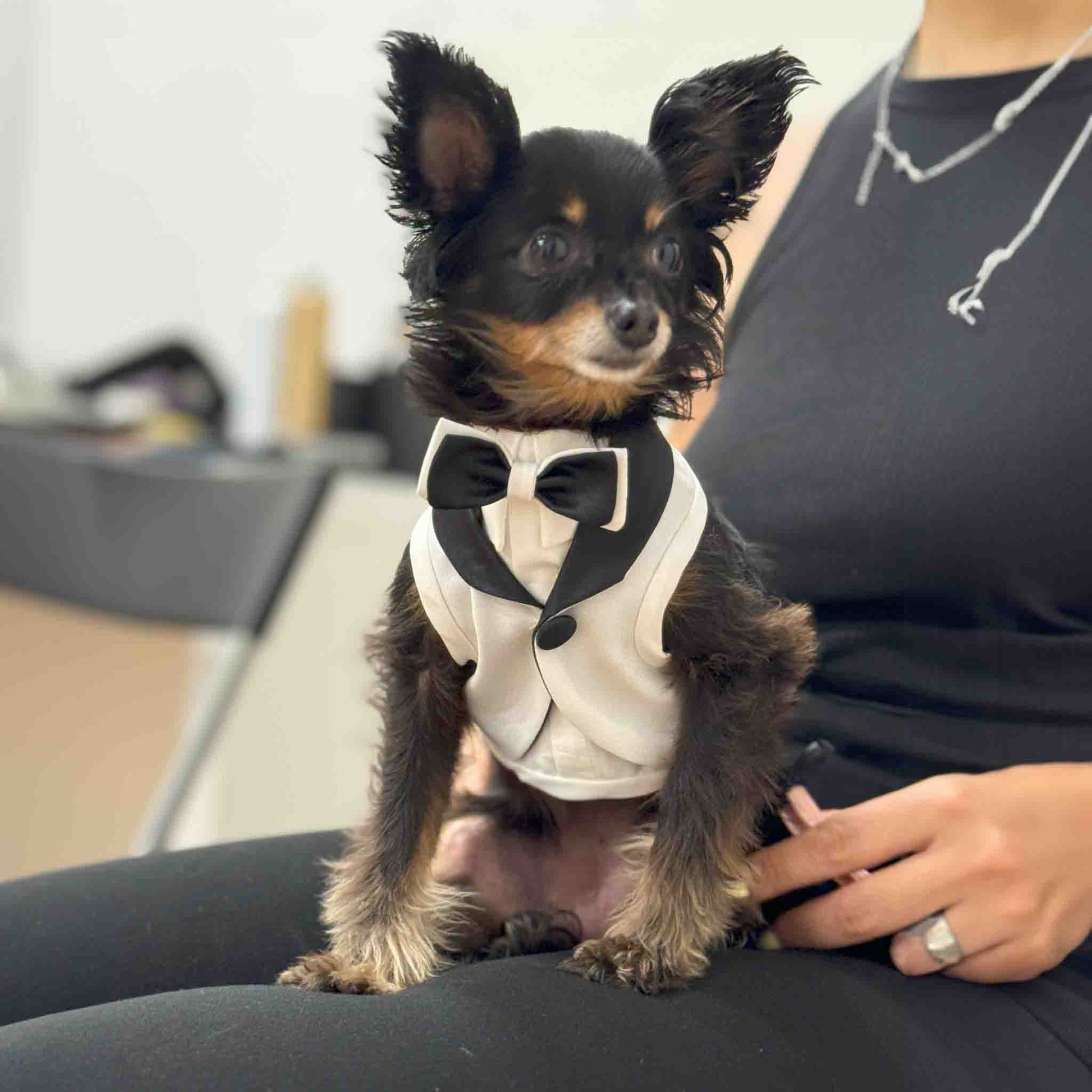 The dog is dressed in a white tuxedo with black trim and a black bow tie