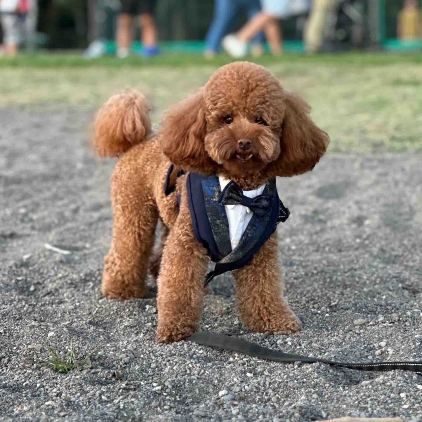 A brown poodle, dressed in a blue tuxedo harness, stands on a gravel path and looks towards the camera with a curious and elegant demeanor.