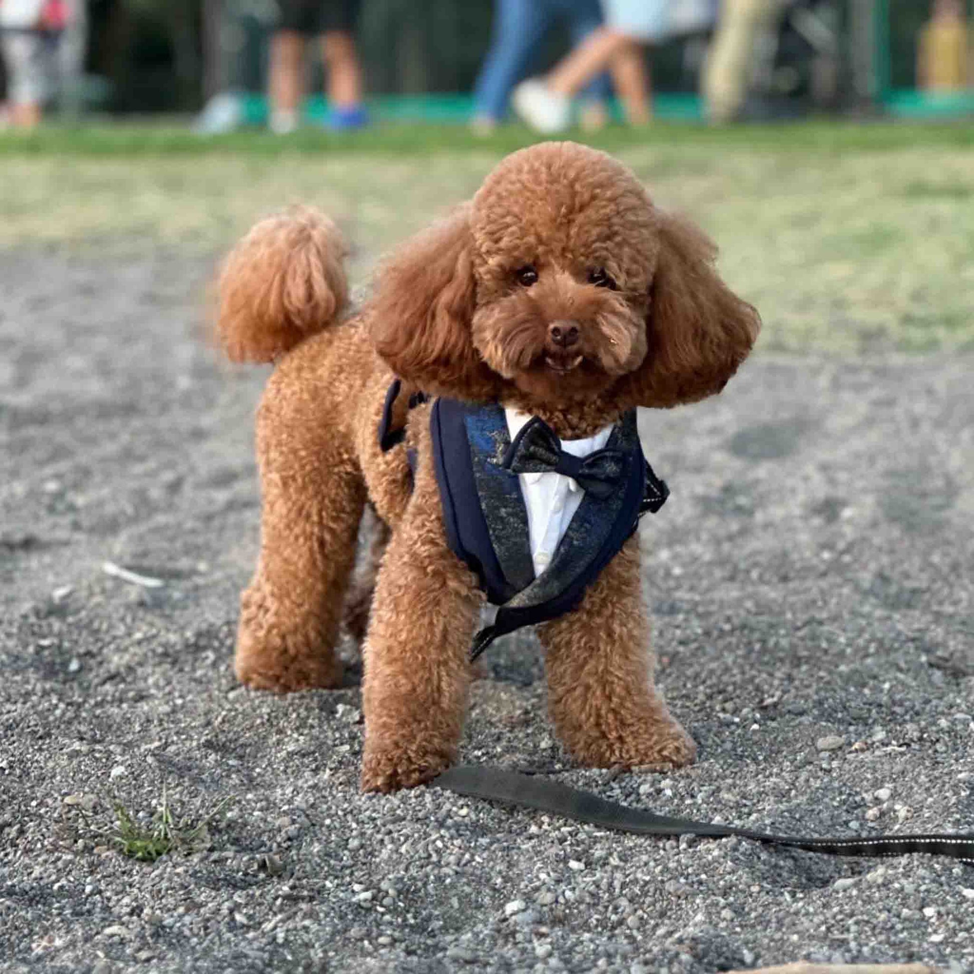 A brown poodle, dressed in a blue tuxedo harness, stands on a gravel path and looks towards the camera with a curious and elegant demeanor.