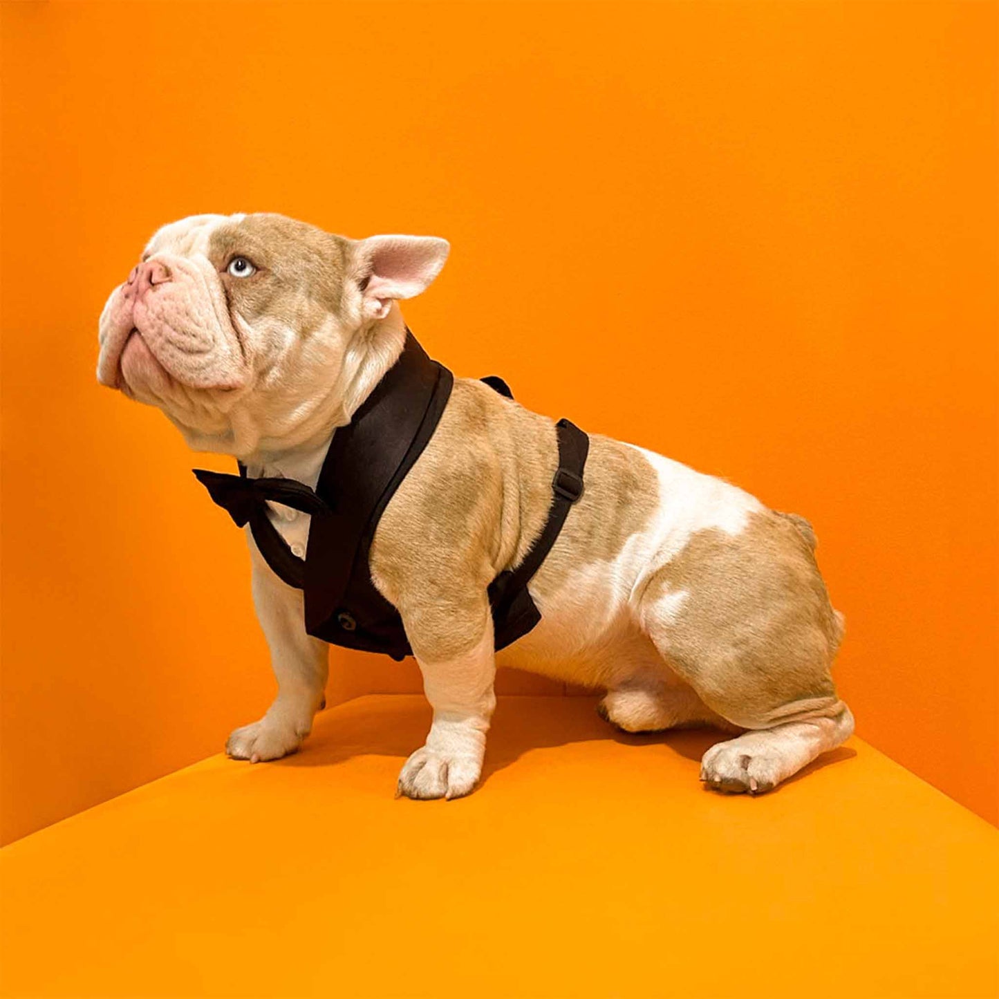 bulldog wearing a black tuxedo with a bow tie.