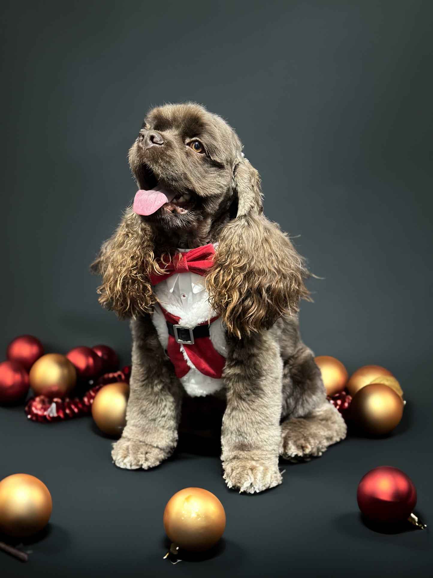 Christmas dog dress worn by a dog