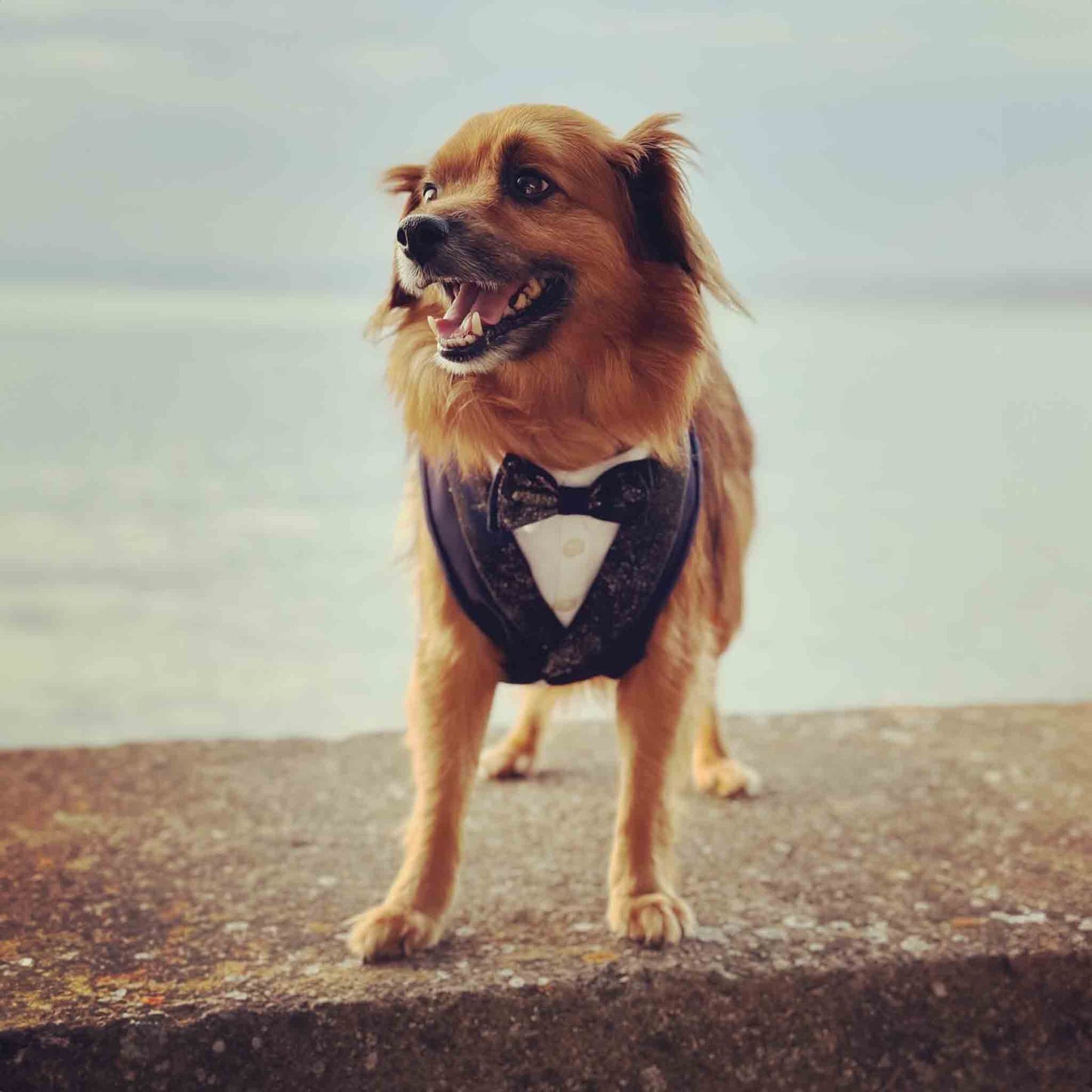 Brown dog wearing a tuxedo harness with a bow tie, standing on a concrete ledge with a blurred seascape in the background.