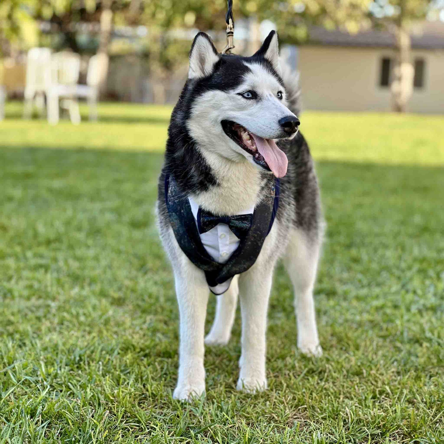husky wearing a stylish blue tuxedo style dog harness, stands on a green lawn