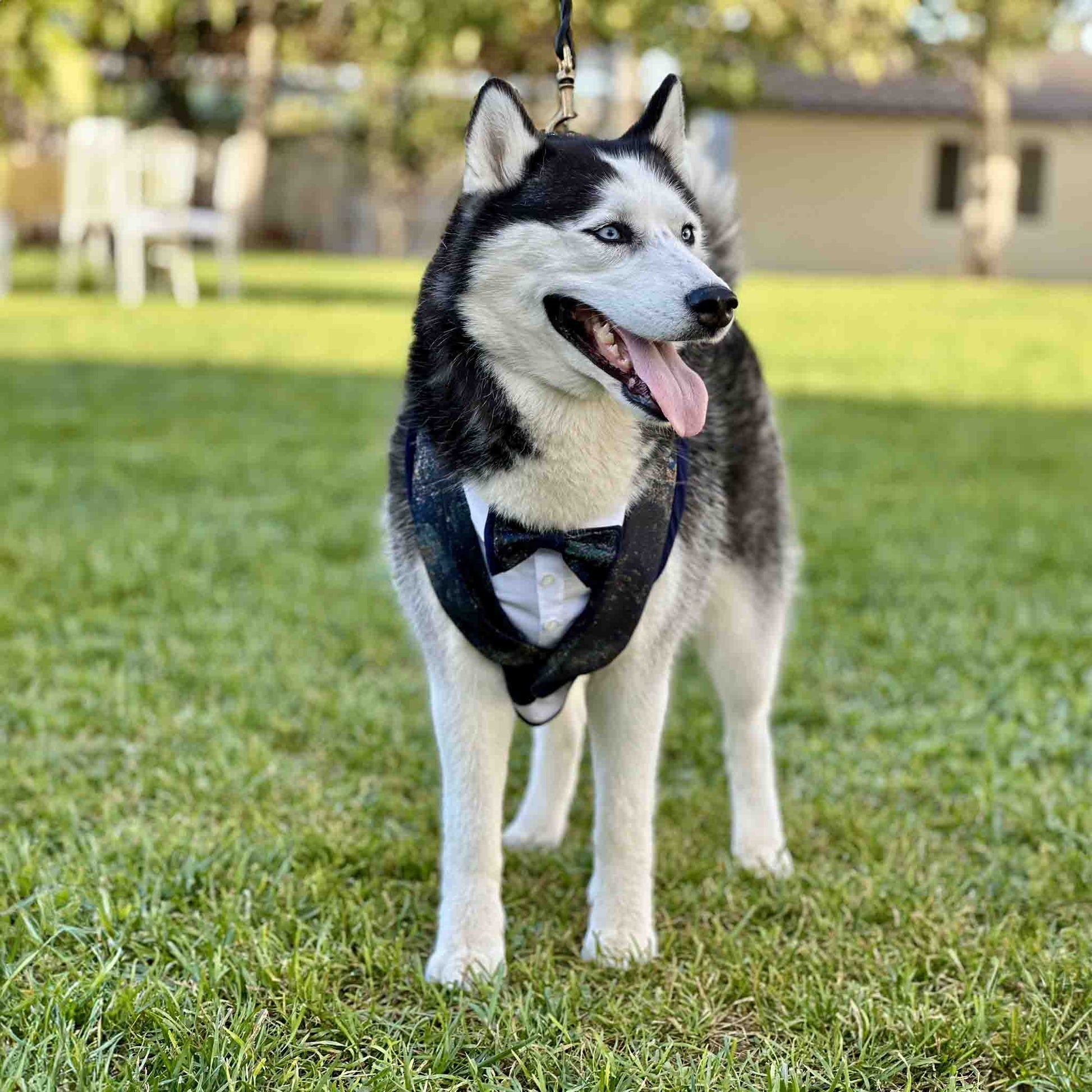 husky wearing a stylish blue tuxedo style dog harness, stands on a green lawn