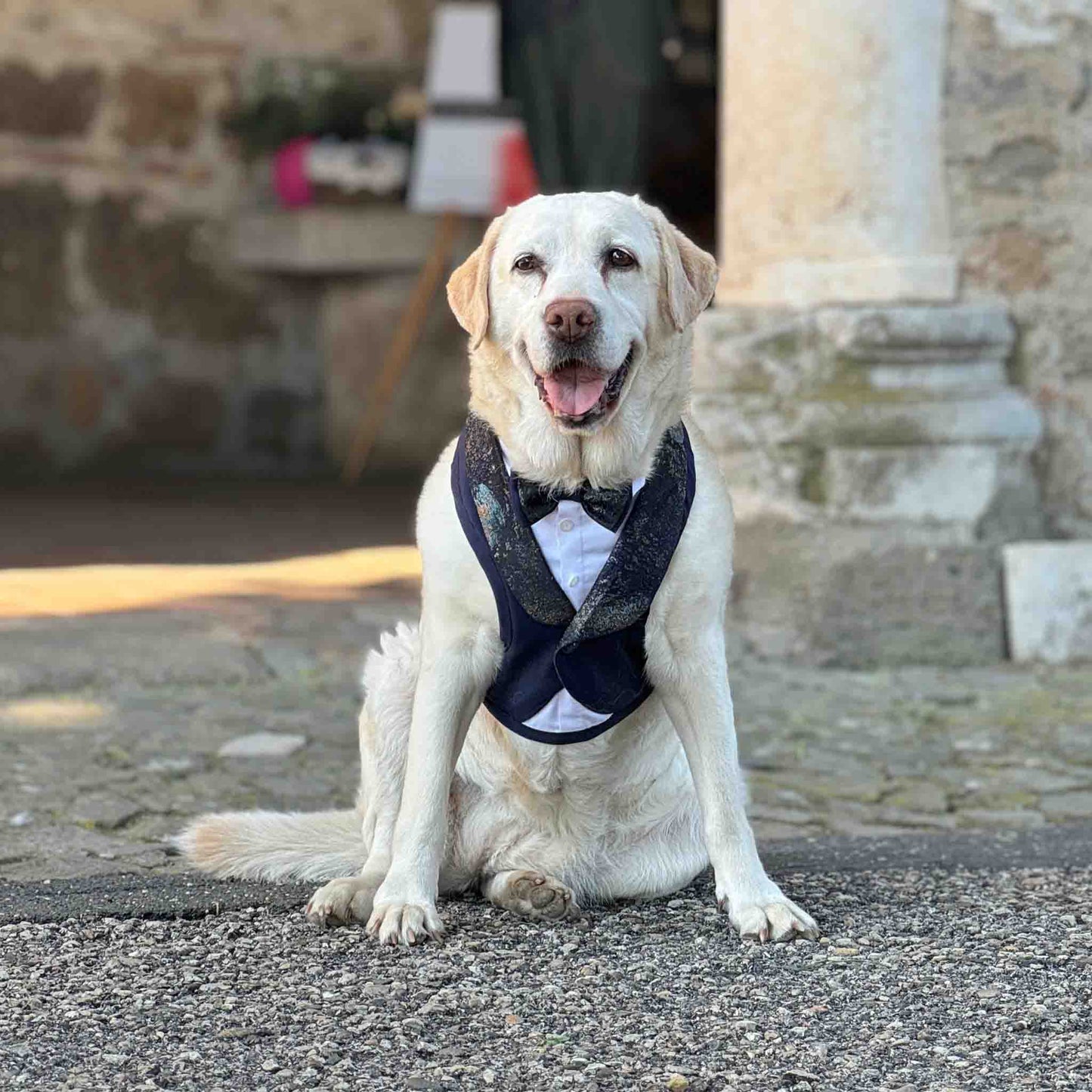 labrador wears the elegant tuxedo style dress perfect for the wedding