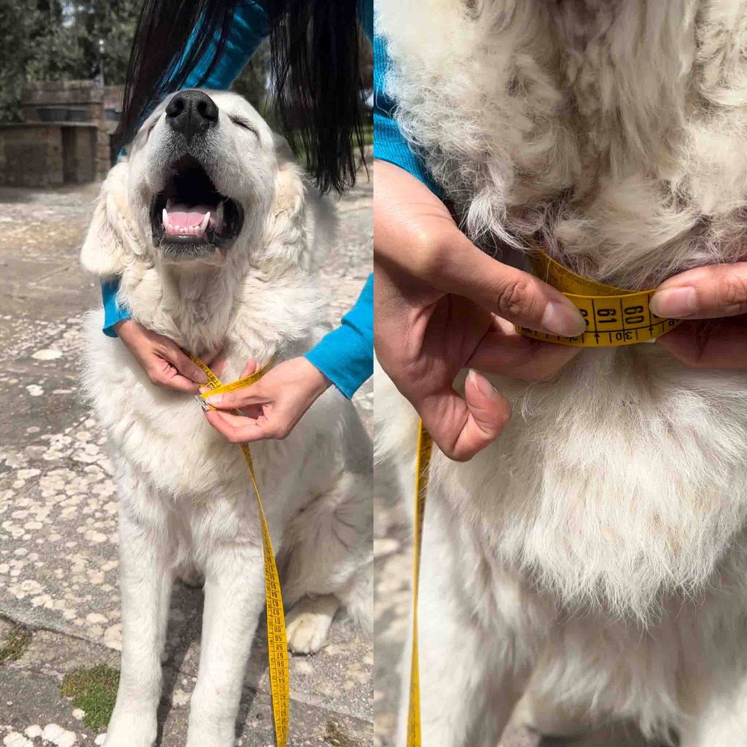 Person measuring a dog's neck with a tape measure to determine the correct size for clothing