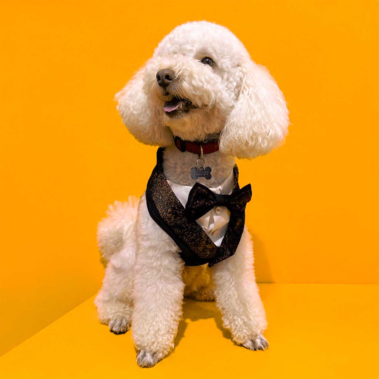 a white poodle with a red tuxedo and black bow tie