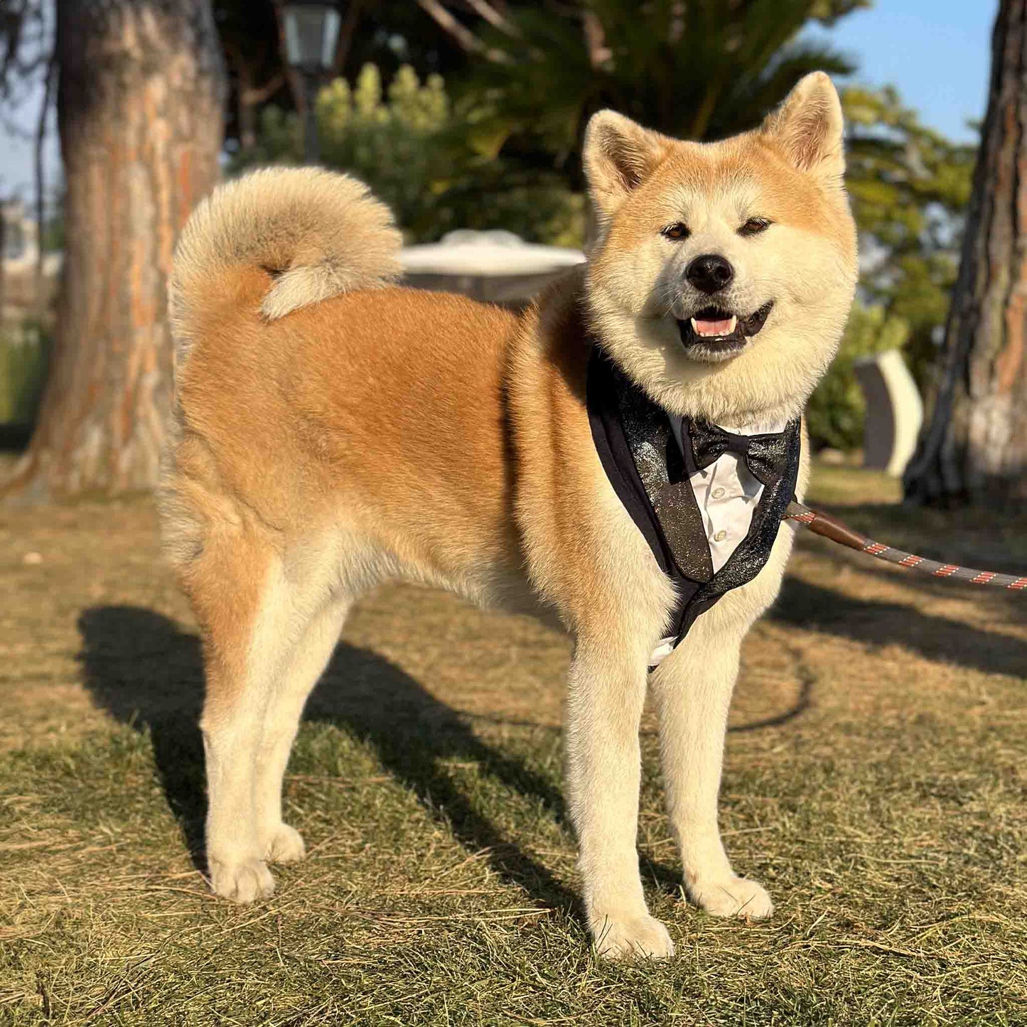 shiba wearing a blue tuxedo harness