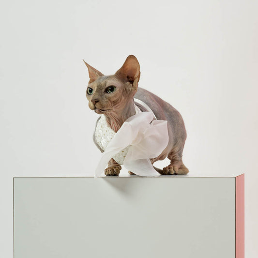 Sphynx wears the harness with daisies and a large bow on the left side