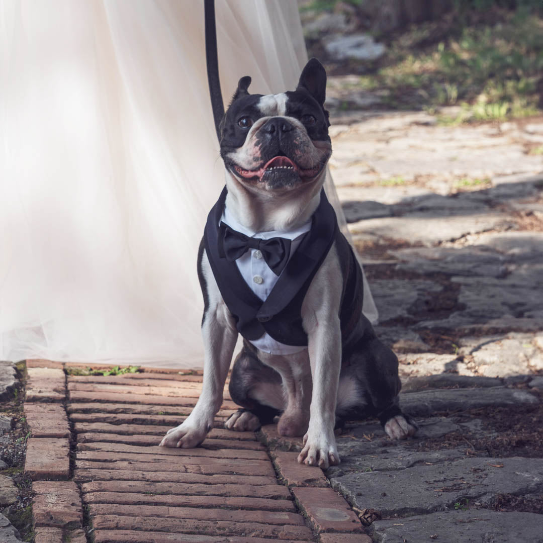 clothing for dogs and cats with tuxedos