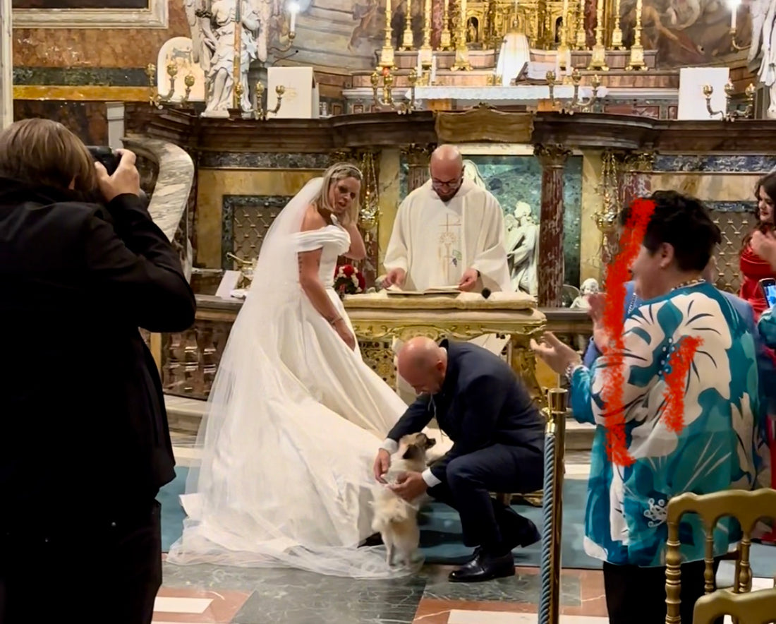 The dog as a ring bearer: a new trend in Italy