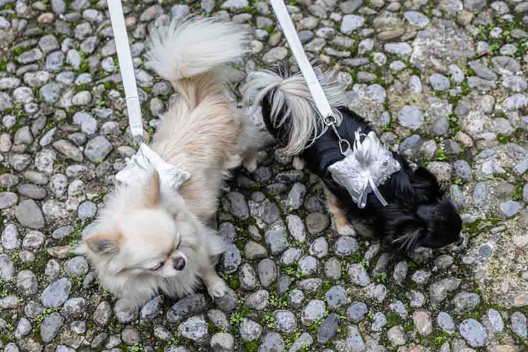 dog ring bearer