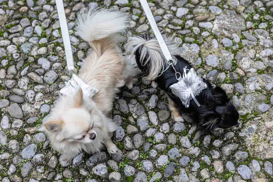 dog ring bearer