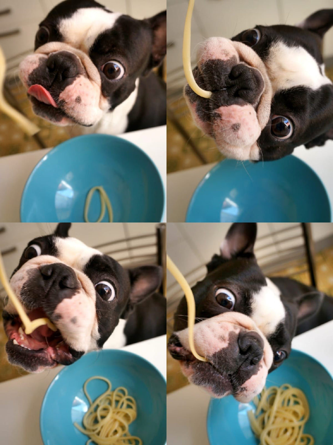 wedding dog bar
