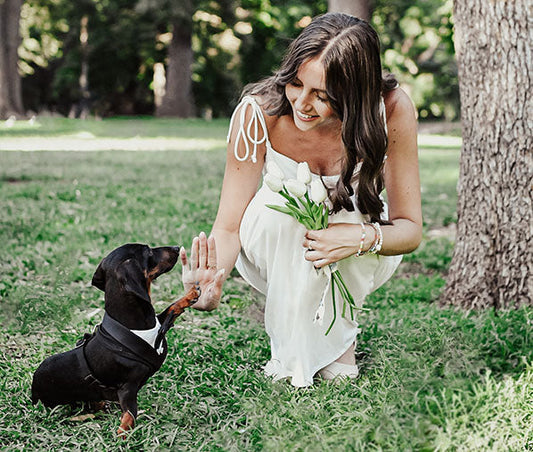 Dogs as wedding witnesses: A heartwarming moment between a bride and her loyal dachshund, dressed to be part of an unforgettable celebration