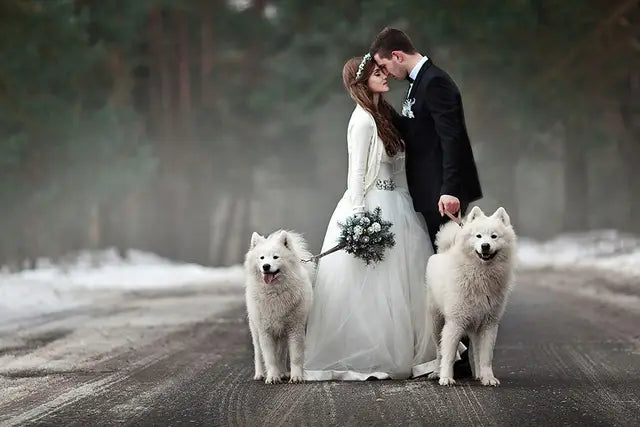 matrimonio con cani