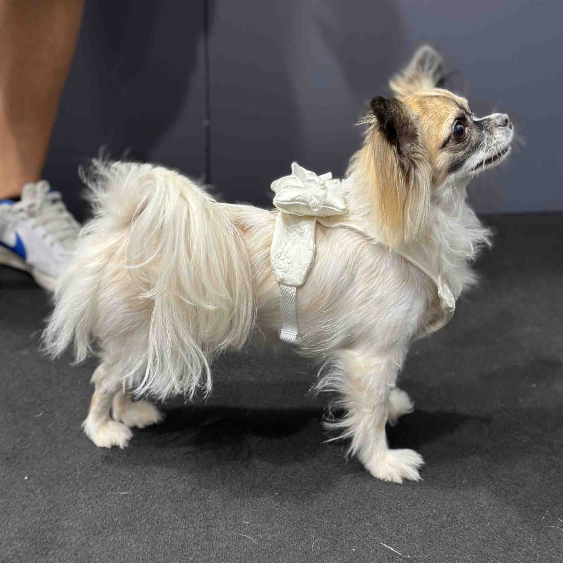 The dog is wearing a white harness adorned with a decorative flower, suggesting it is dressed as a ring bearer