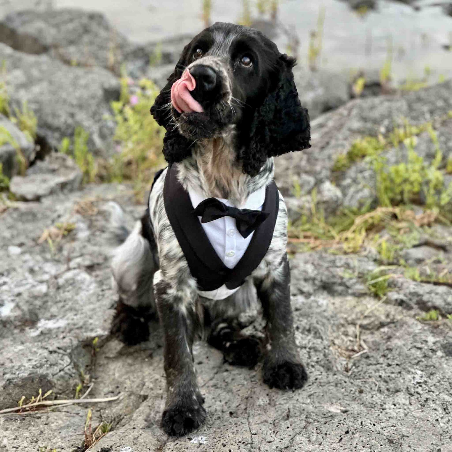 Cocker Spaniel wears elegant harness for the party