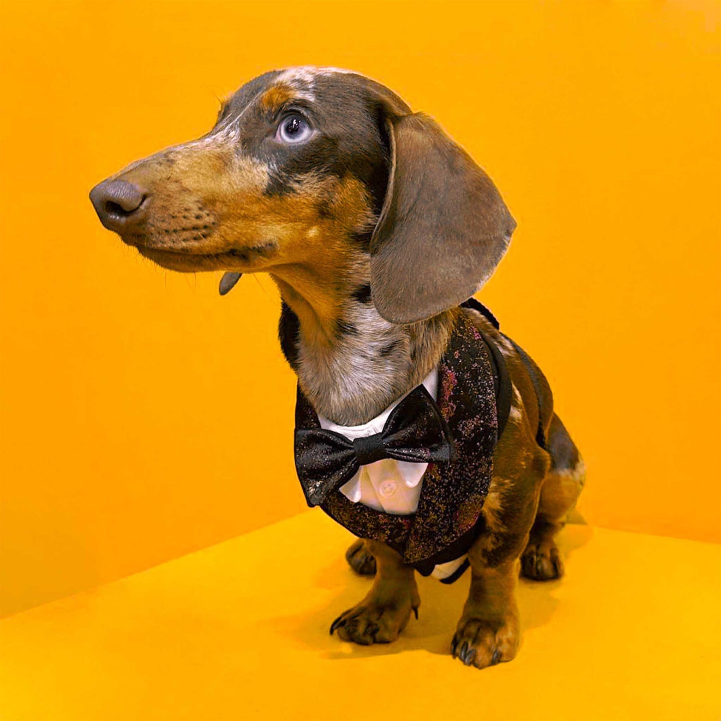 a harlequin dachshund wearing a red tuxedo harness, the background is orange