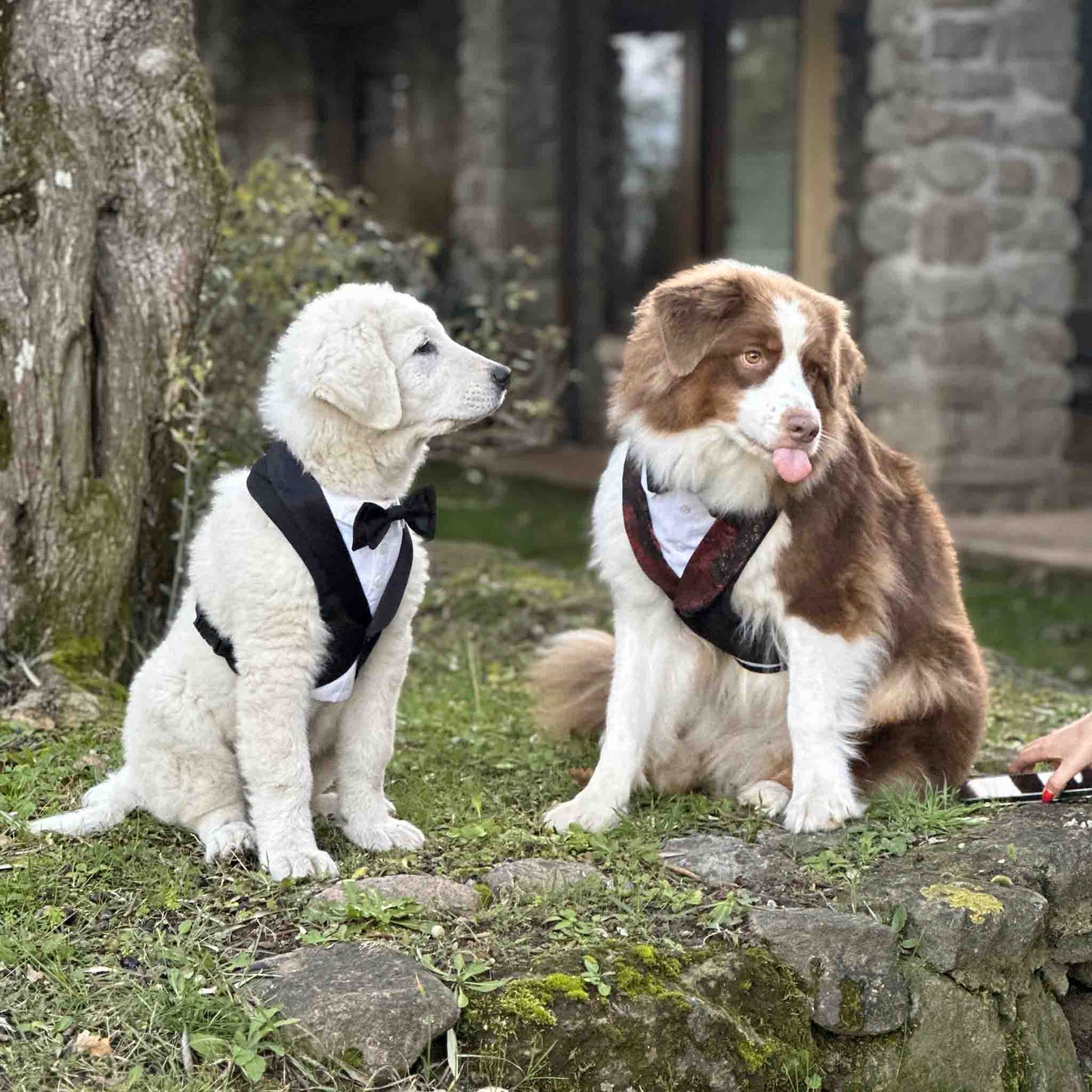 two dogs are wearing elegant tuxedo