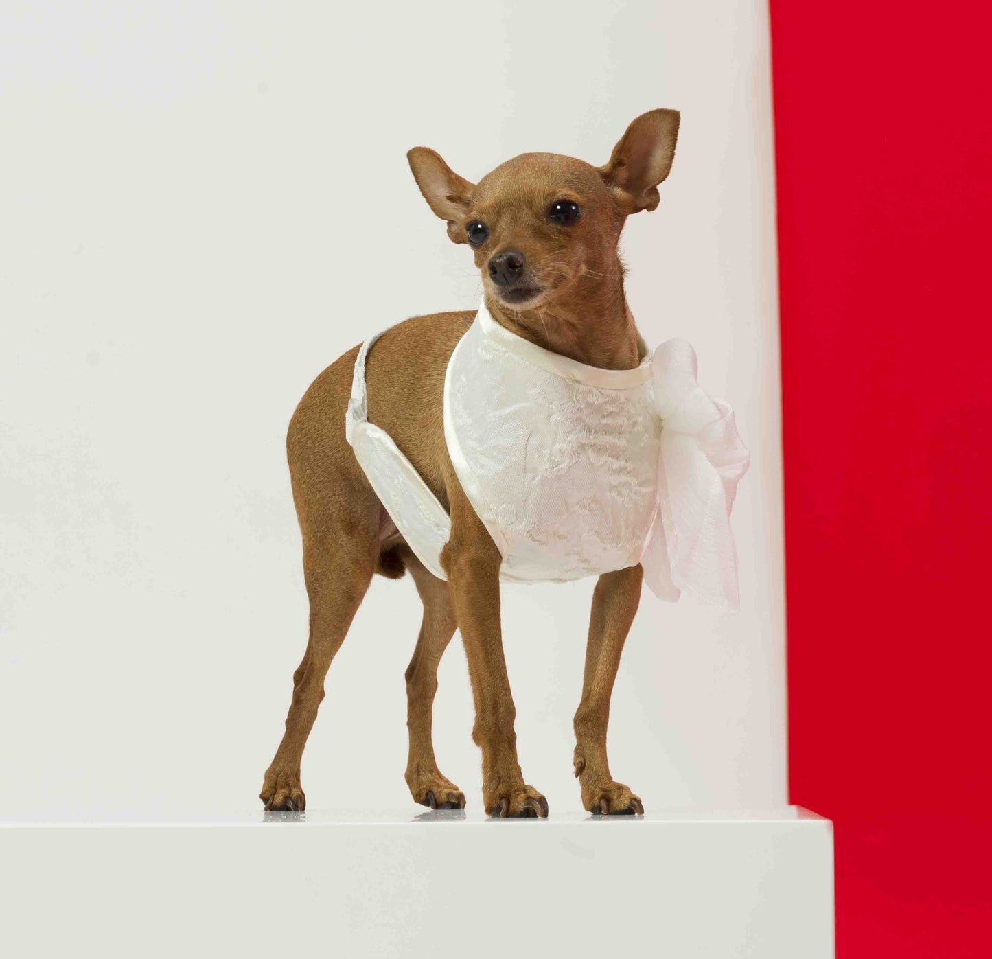 La pettorina luxury per cani eleganti è un accessorio di alta gamma che unisce stile e funzionalità per il tuo amico a quattro zampe. Questa pettorina è progettata per adattarsi perfettamente alla taglia e alla forma del tuo cane, offrendo un look sofisticato e un comfort ottimale.