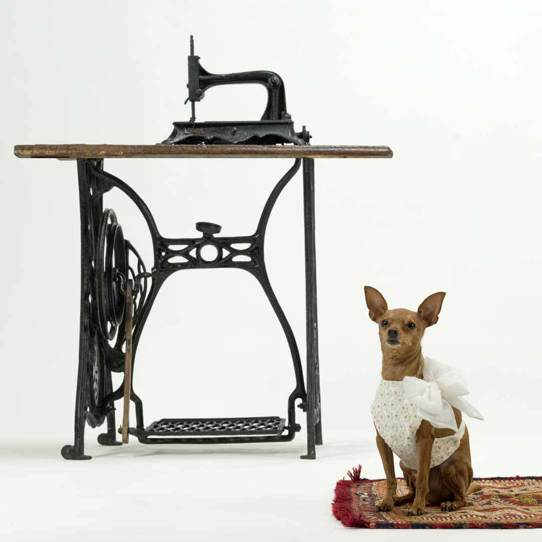 a cute Pinscher wears a floral wedding harness near an antique sewing machine