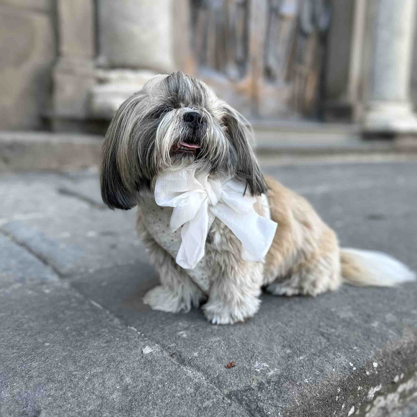 Shih Tzu grey and white fur is sitting on a stone surface in front of an ornate building. The dog is wearing a large, white bow around its neck and has a content expression with its tongue slightly out.