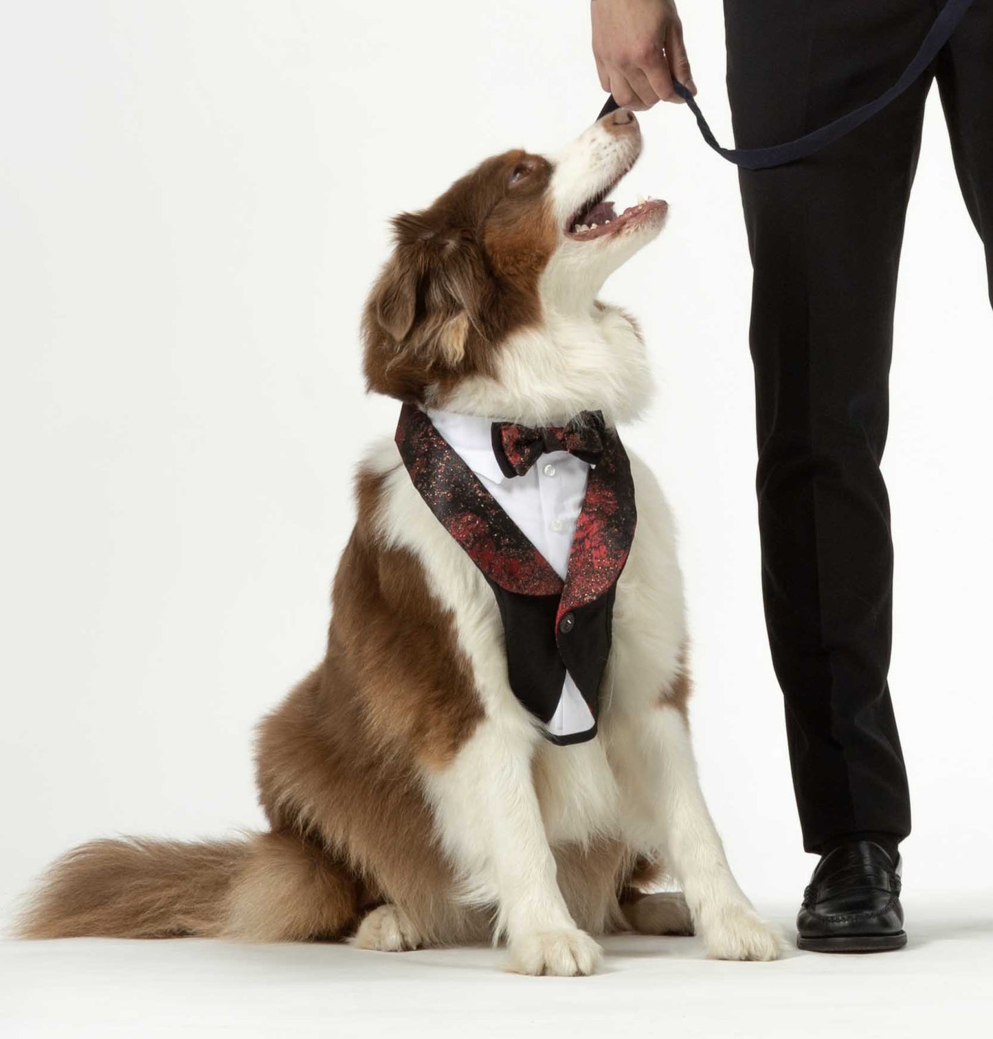 Australian Shepherd wears the tuxedo style dog harness with great elegance