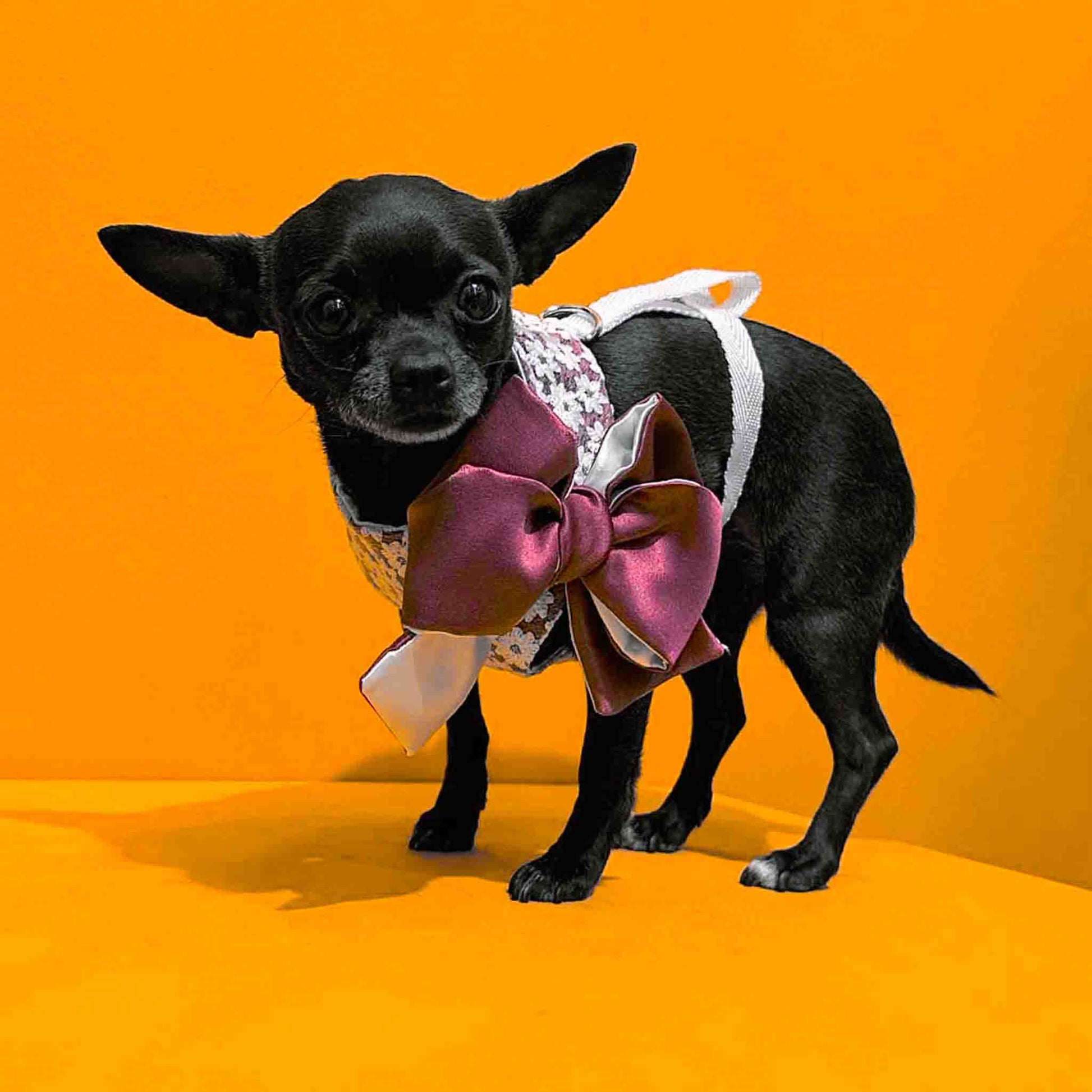 a small black chihuahua wearing a white harness with a large purple and white bow.