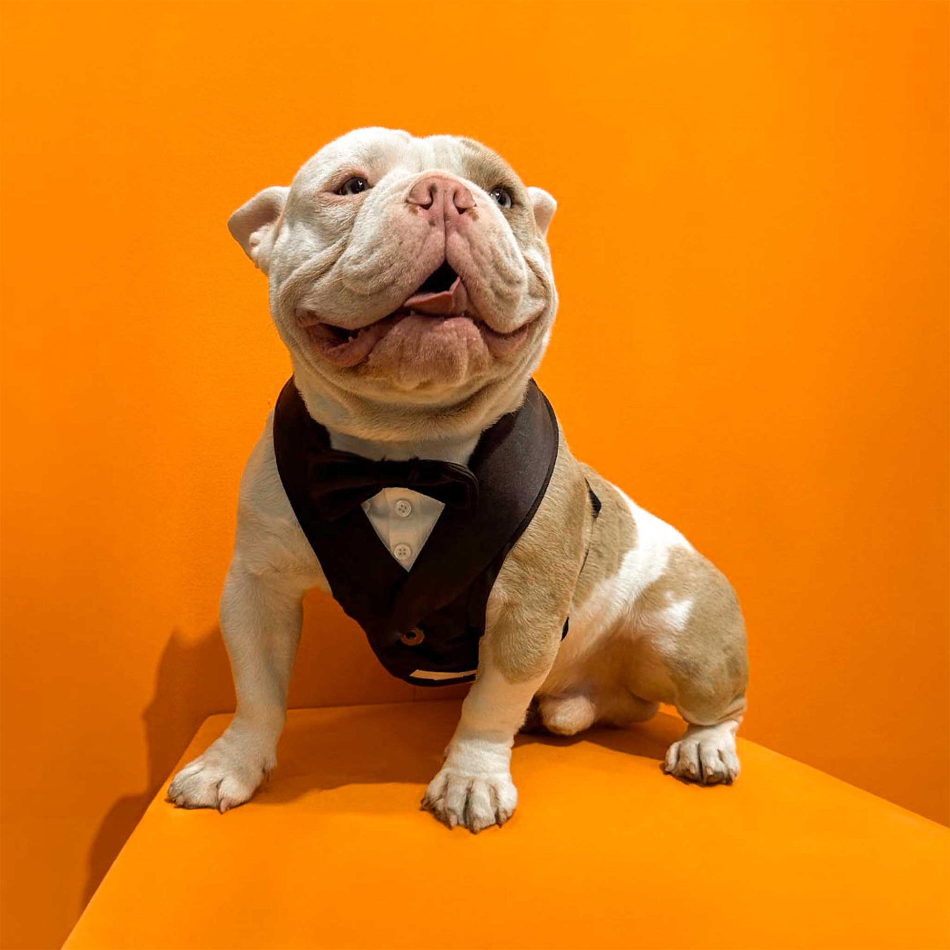 A Bulldog dressed in a tuxedo vest and bow tie sitting against an orange background.