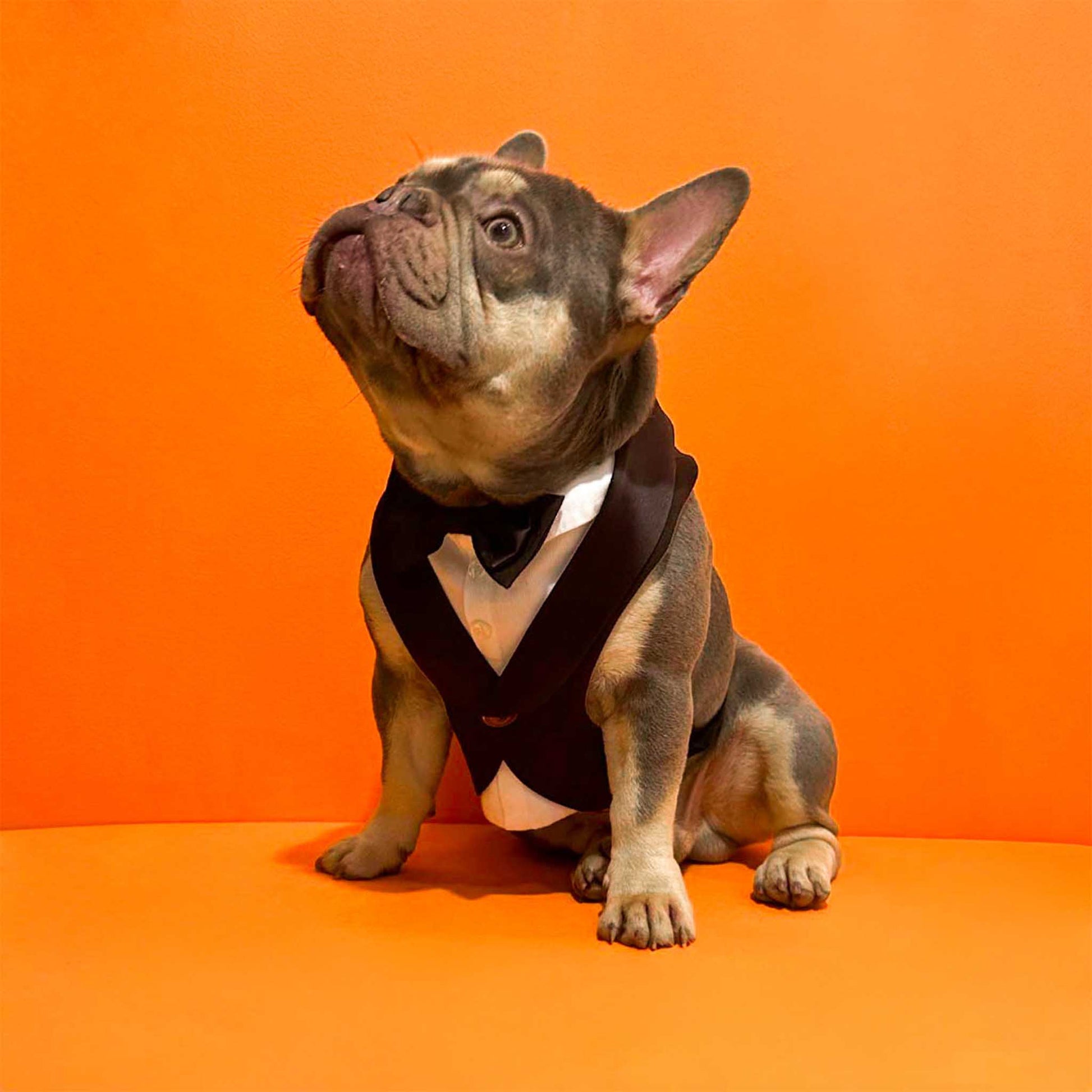 blue and white bulldog with black tuxedo and white shirt