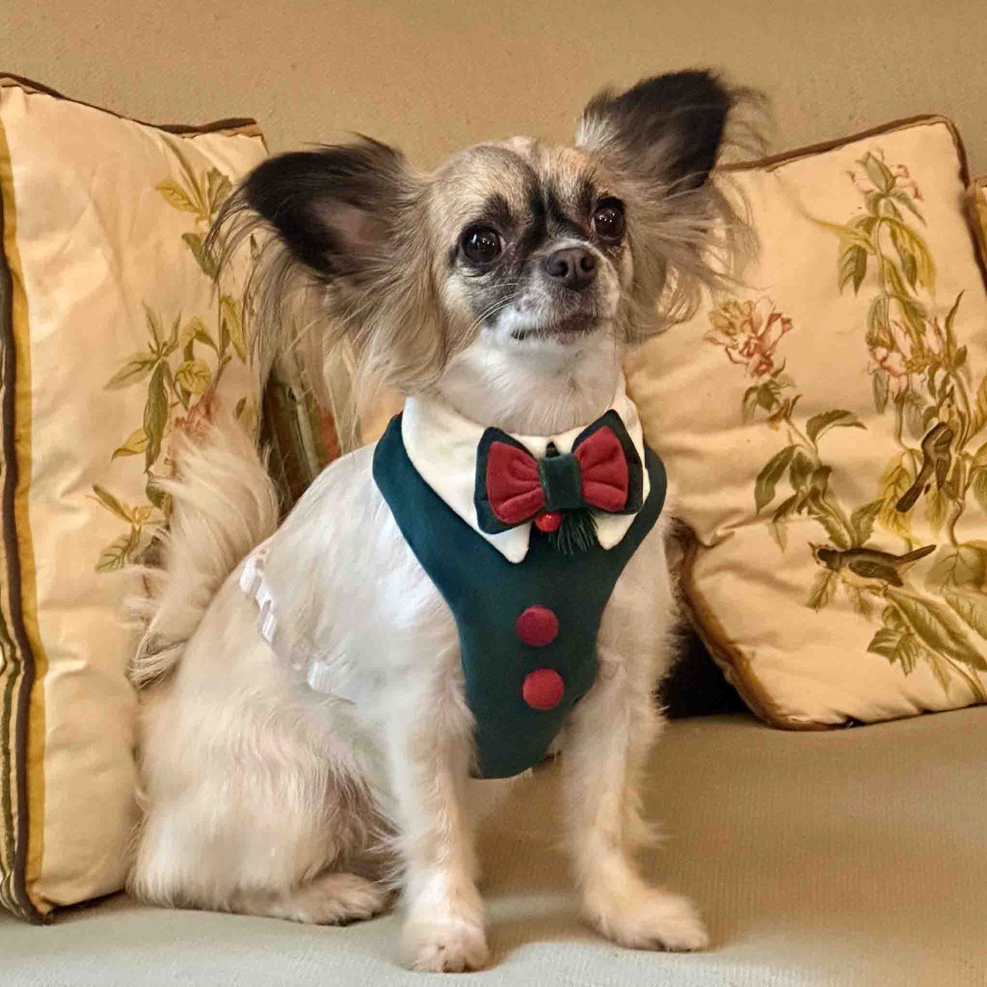 a little chihuahua in a green and red Christmas dress sitting on a sofa.