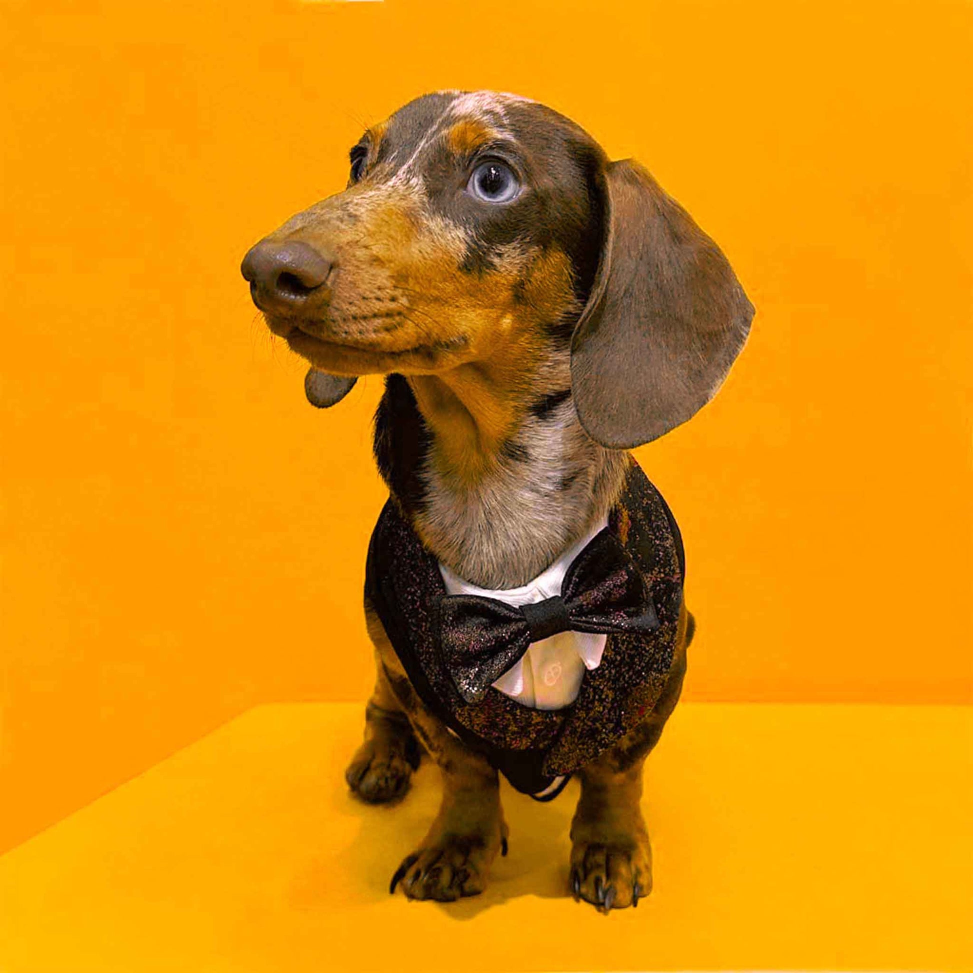 Harlequin dachshund with red tuxedo and bow tie