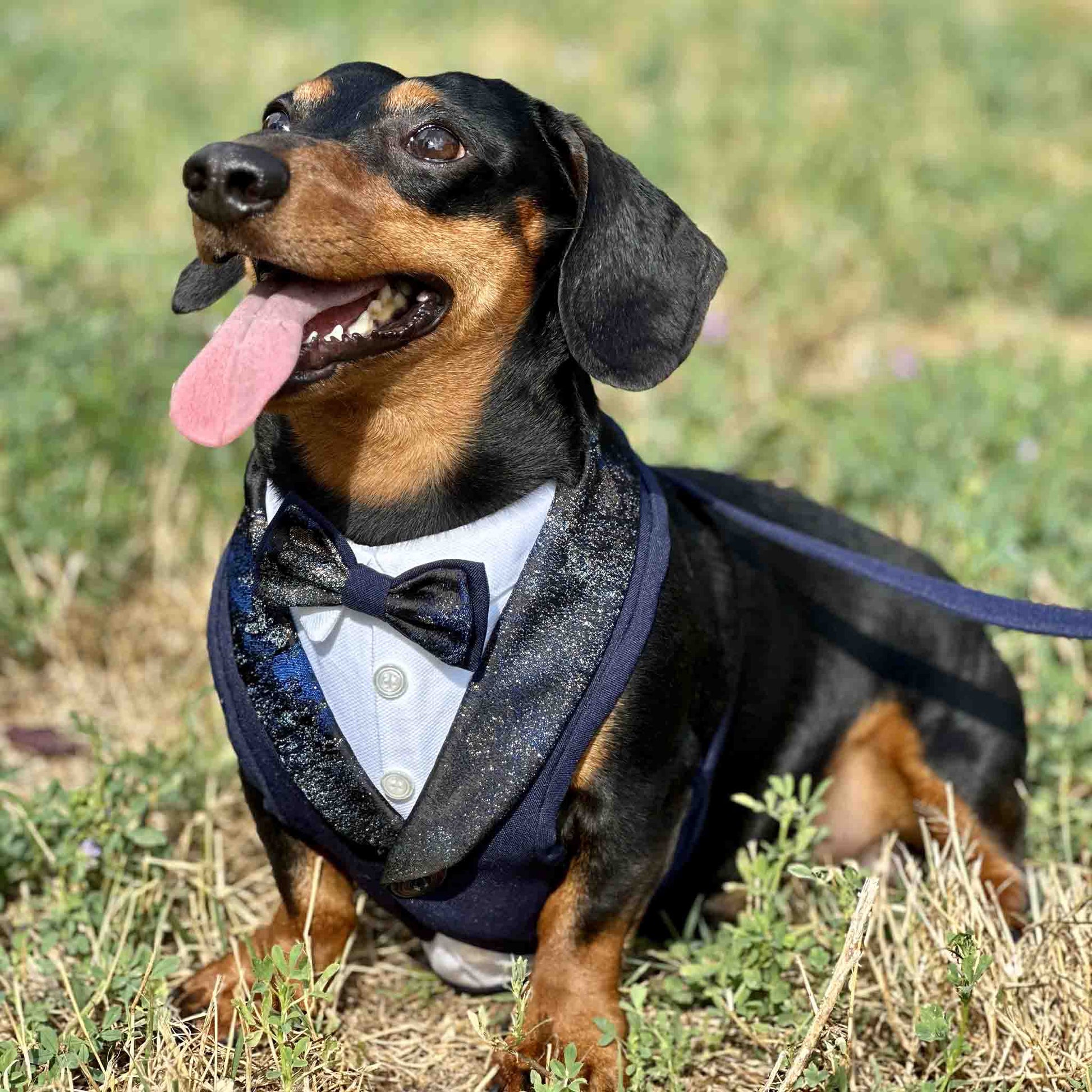 dachshund wearing stylish pet clothing