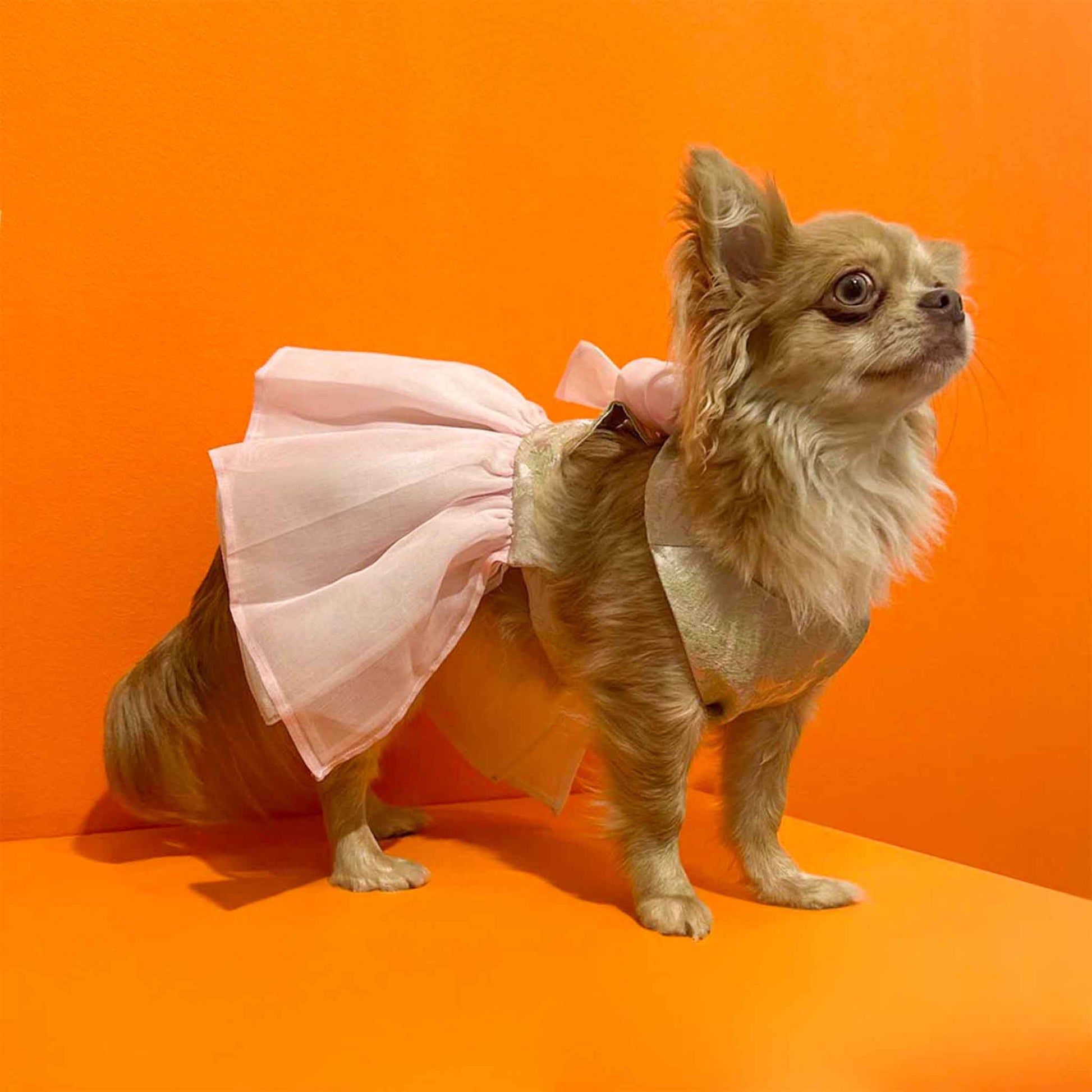 A small chihuahua dog wearing a pink dress with a bow on its back. The background is bright orange.