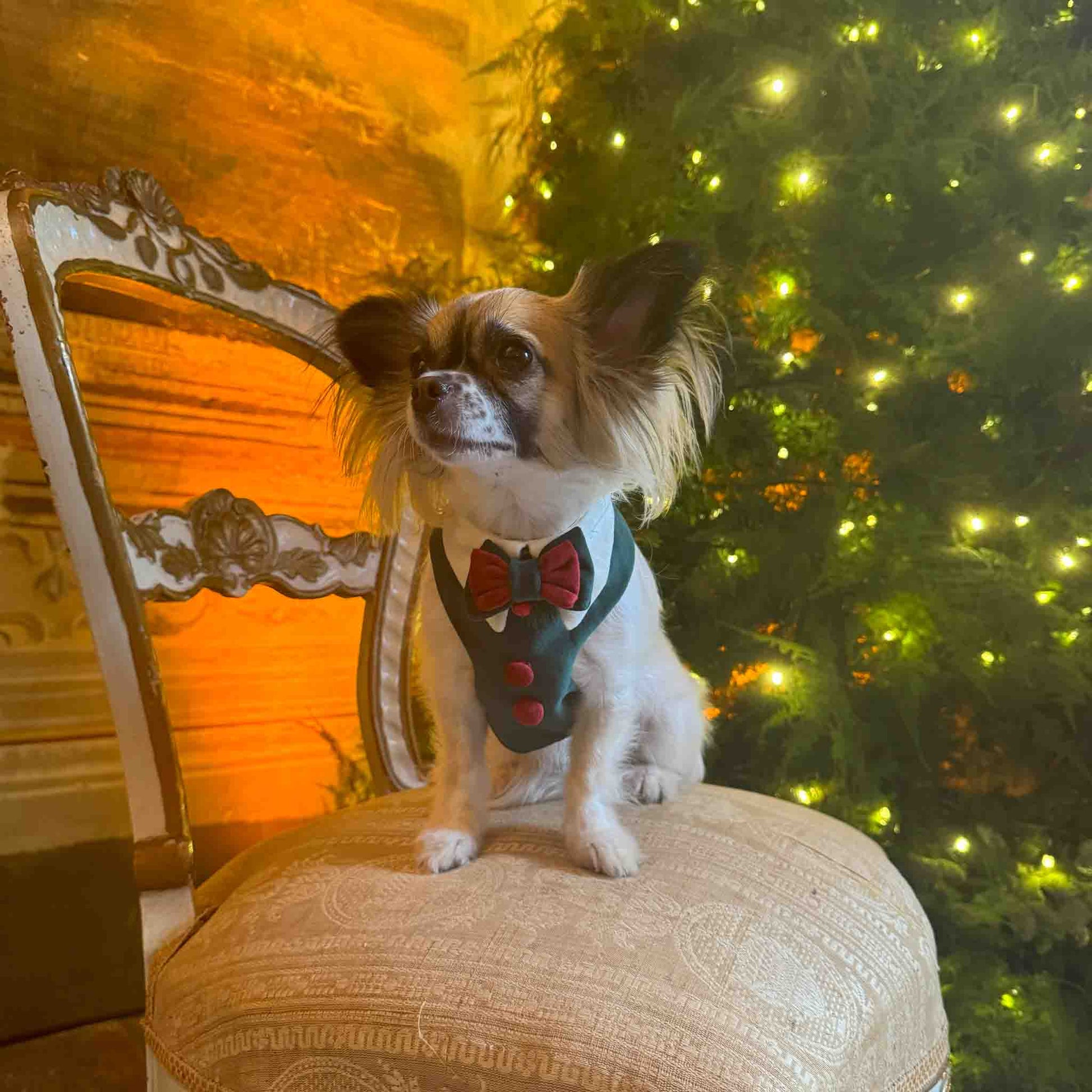A small dog with long ears and a fluffy coat is sitting on a decorative chair in front of a Christmas tree with lights. The dog is wearing a green harness with a red bow tie and buttons, looking to the side with a calm expression.