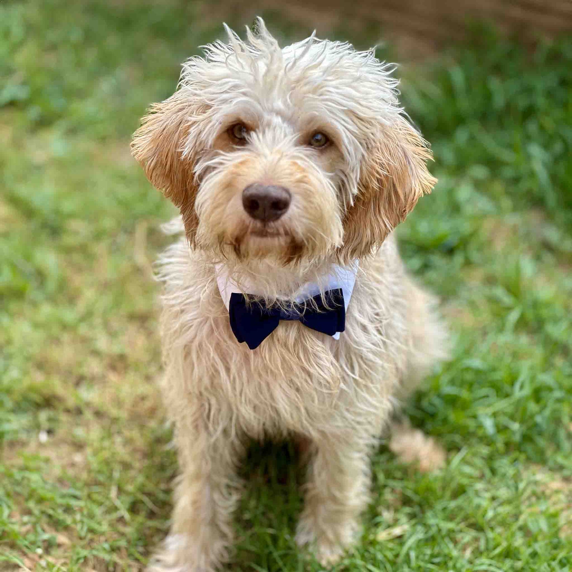 a lagotto dog with white shirt collar collar and black bow tie