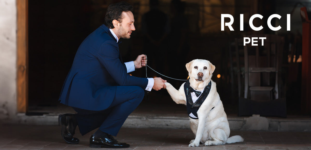 a dog in a blue tuxedo suit gives his paw to the elegantly dressed groom