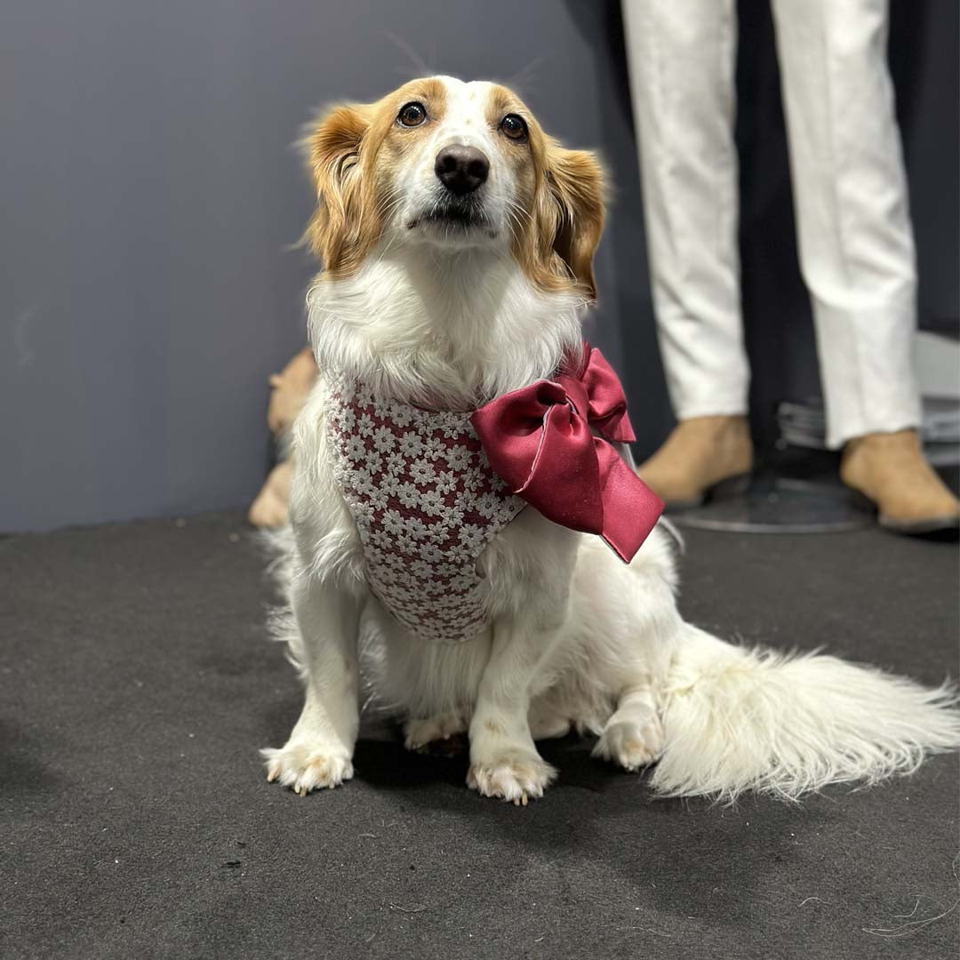 a dog wearing a wedding clothes with red flowers and large bow